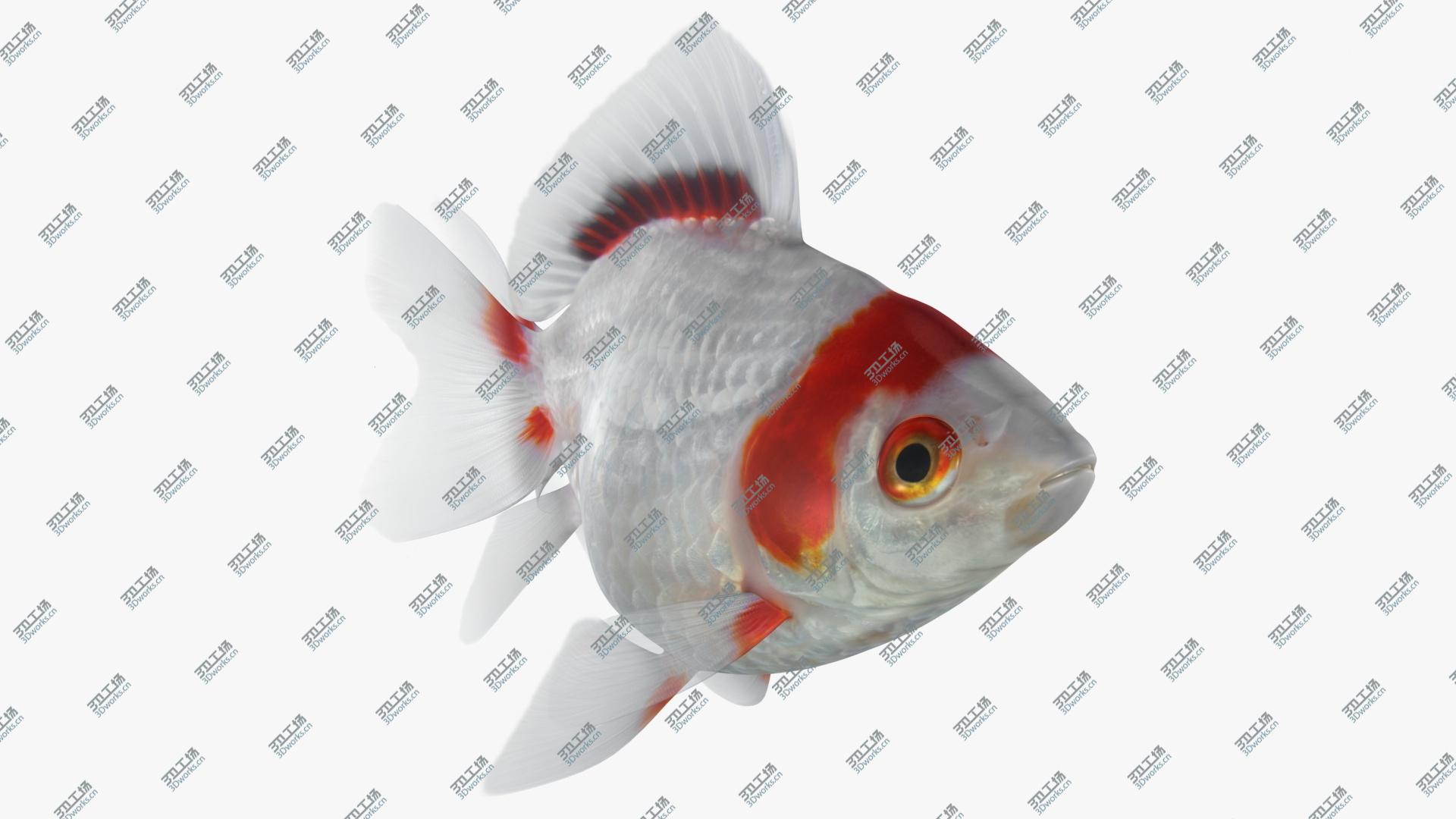 images/goods_img/202105074/Fantail Goldfish (Animated) 3D/2.jpg